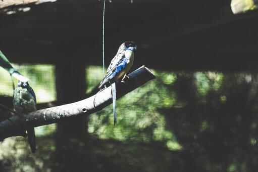 鳥 鳥の写真