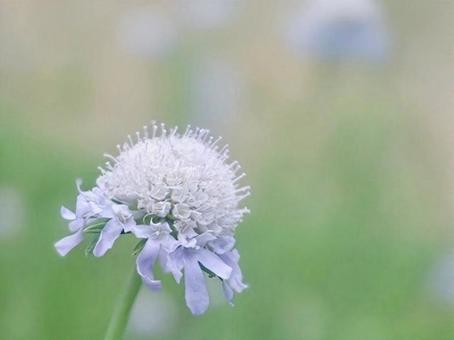 Photo, scaviosa, perennial grass, mountain grass, 
