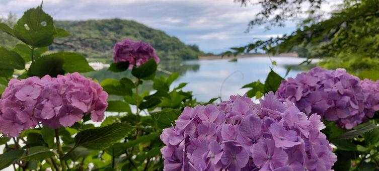 あじさいと湖 あじさいと湖の写真
