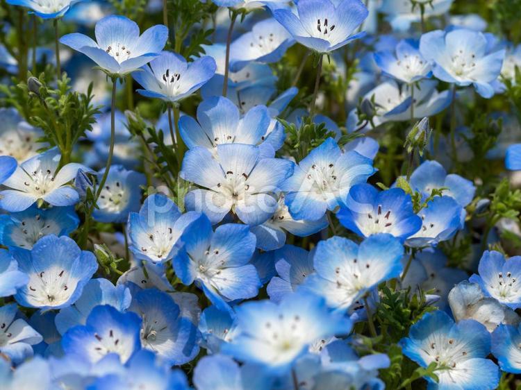 植物園のネモフィラ ネモフィラ,ルリカラクサ,瑠璃唐草の写真素材