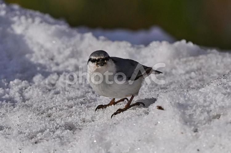ゴジュウカラ ゴジュウカラ,野鳥,バードウォッチングの写真素材