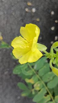 夏の日の夕方の月見草 夏の日の夕方の月見草 月見草,花,夏の写真素材