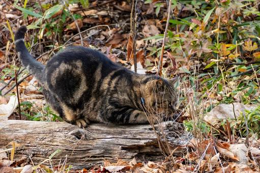 猫(323) 猫,食肉目,ネコ科の写真素材