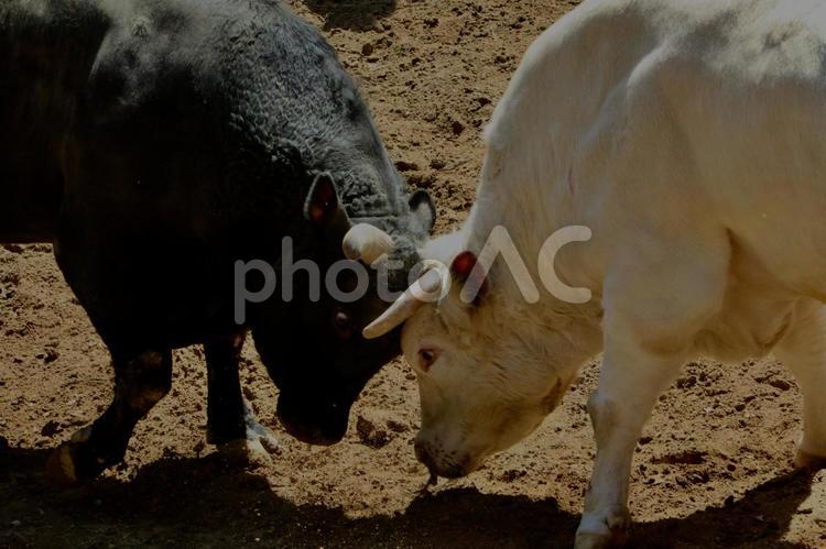 迫力の角突き！小千谷の闘牛 闘牛,小千谷,新潟県の写真素材