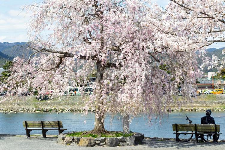 川辺に満開の桜並木、嵐山 桜,京都,川の写真素材