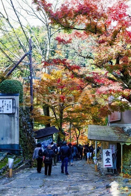 京都の秋　周山街道から神護寺への坂道 京都,紅葉,神護寺の写真素材
