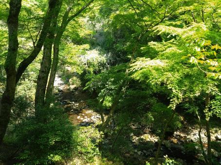 新緑の季節の写真