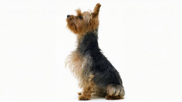 ヨークシャー・テリア11の写真