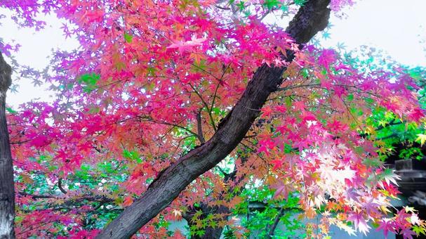 姫路城 好古園23 姫路城,好古園,紅葉の写真素材