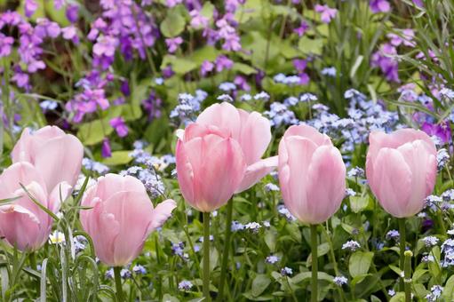 チューリップの咲く花壇 チューリップの咲く花壇の写真