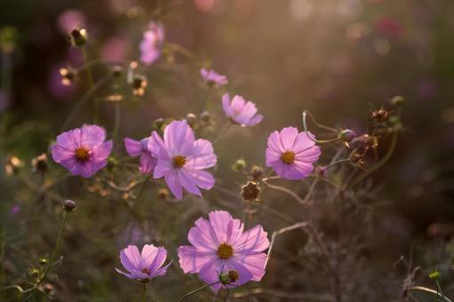 コスモス(2025)4 コスモス,夕暮れ,秋の写真素材