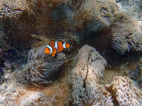 カクレクマノミ クマノミ,魚,沖縄の写真素材