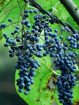 オオツヅラフジの果実 オオツヅラフジ,実,果実の写真素材