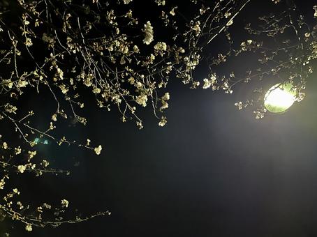 Cherry Blossoms at Night, JPG Cherry Blossoms at Night, JPG