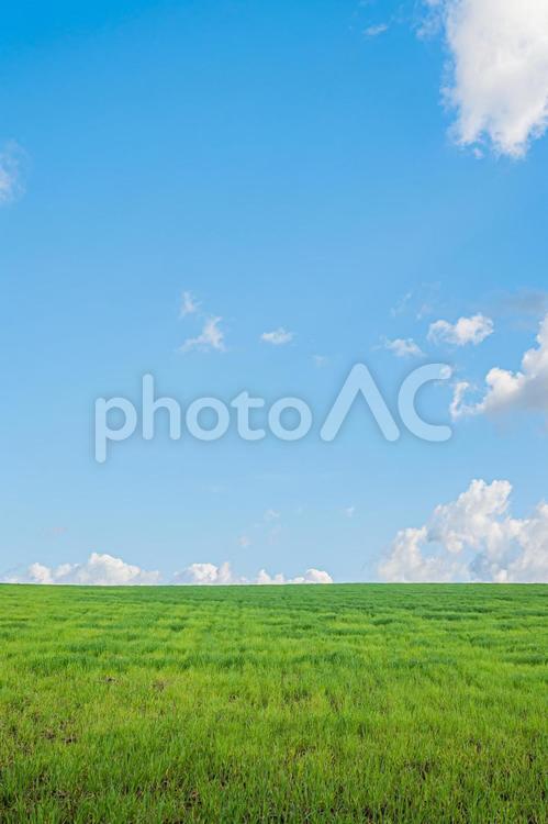美瑛町の夏の風景 美瑛,空,みどりの写真素材