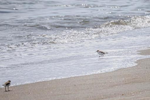 ミユビシギ(39) ミユビシギ(39)の写真