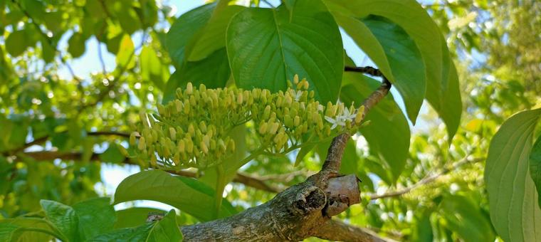 ミズキの葉 ミズキ,葉,緑の写真素材