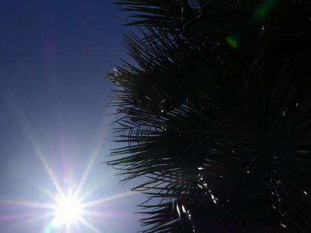 逆光 逆光の写真