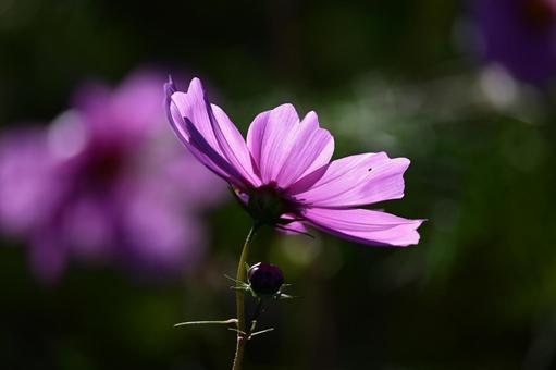 花　コスモス 秋,コスモス,つぼみの写真素材