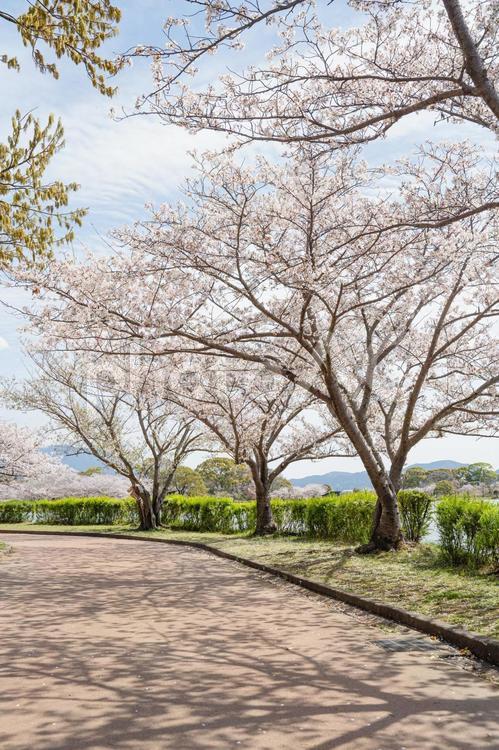 桜並木の風景 桜並木,卒業式,新生活の写真素材