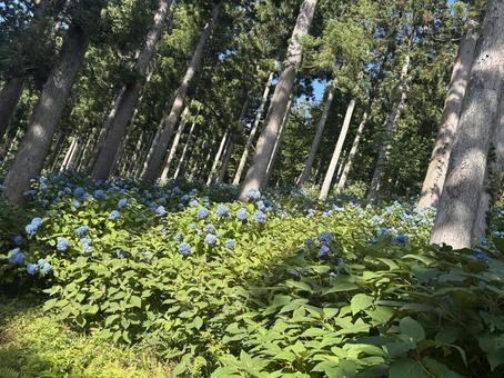 森の中のでであった青あじさい 森の中のでであった青あじさい 紫陽花,あじさい,夏の写真素材