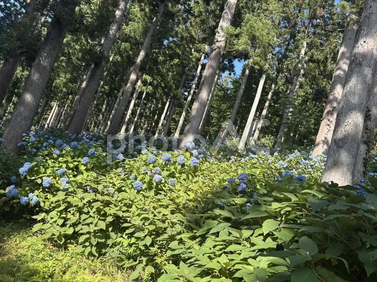 森の中のでであった青あじさい 紫陽花,あじさい,夏の写真素材
