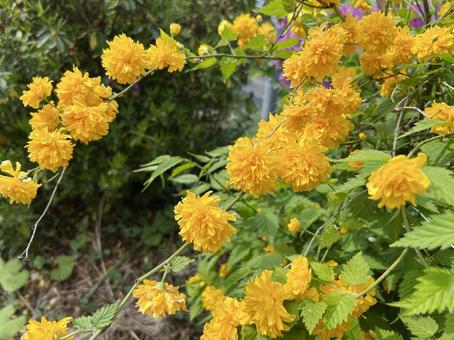 庭のやまぶき 1 庭のやまぶき 1 やまぶき,花,春の写真素材