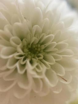 白い菊・その2の写真