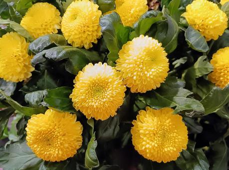 黄色のピンポンマムの束 黄色のピンポンマムの束 ピンポンマム,菊,黄色の写真素材