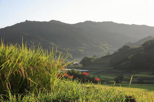 明日香-飛鳥-棚田-朝-秋 明日香-飛鳥-棚田-朝-秋 棚田,飛鳥,明日香の写真素材
