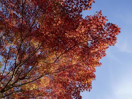 青空に映える真紅のもみじ 青空に映える真紅のもみじの写真