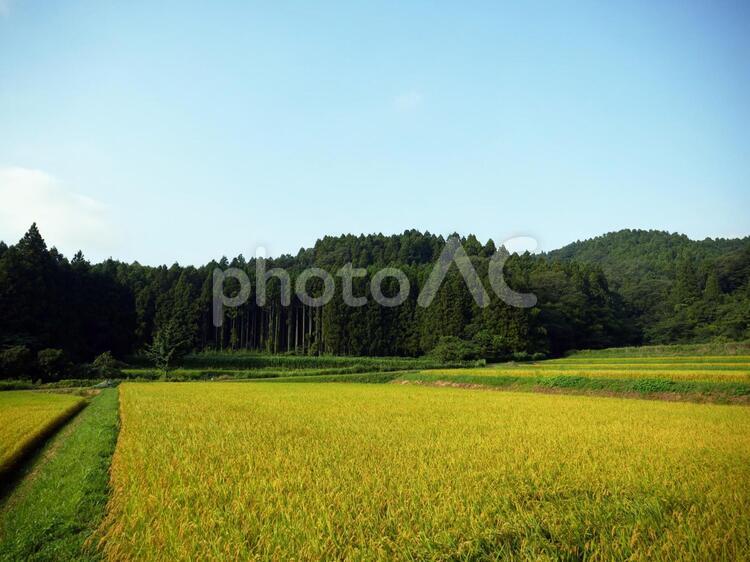 田園地帯　　田舎　森 田園地帯,田園,稲穂の写真素材