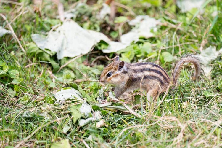 かわいいシマリス、小樽のシマリス公園 しまりす,リス,栗鼠の写真素材