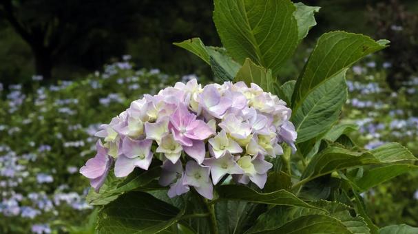 Hydrangea, JPG Hydrangea, JPG