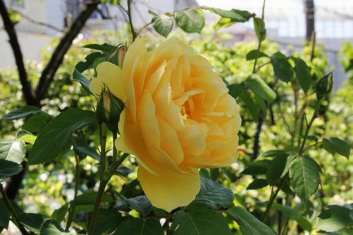 バラ・薔薇 グラハム・トーマス バラ・薔薇 グラハム・トーマスの写真