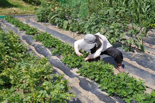 落花生栽培(マルチ剥がし)26 落花生栽培(マルチ剥がし)26 落花生,ラッカセイ,夏野菜の写真素材