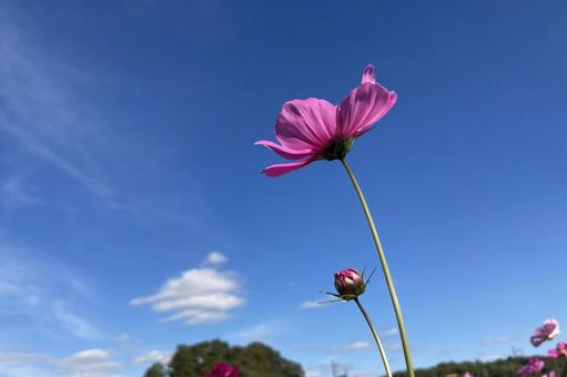 青空とコスモス④ 青空とコスモス④の写真