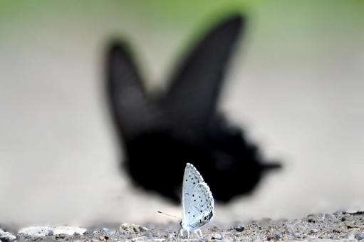 黒い影 クロアゲハ,アゲハ蝶,シジミチョウの写真素材