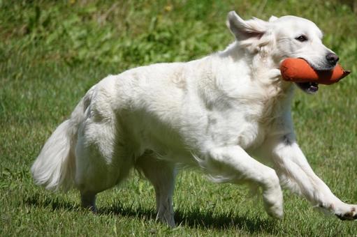 The Retrievers The Retrievers 犬,大型犬,レトリーバーの写真素材