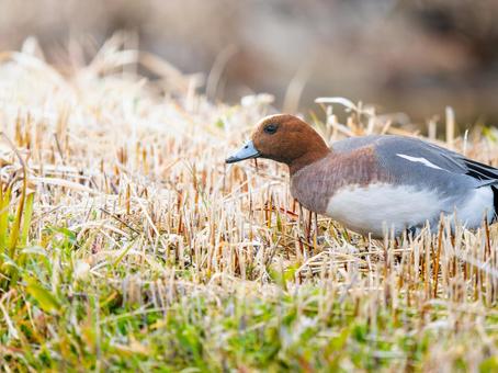 Wigeon duck walking on the ground, JPG