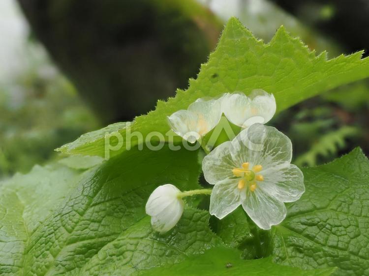 山野草・サンカヨウ（戸隠高原） サンカヨウ,スケルトンフラワー,花の写真素材