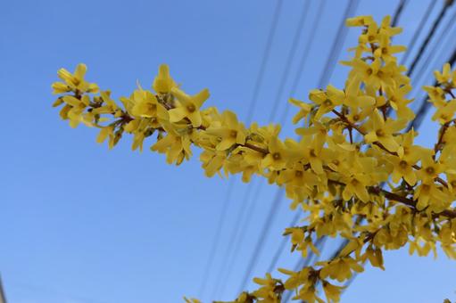 Forsythia, JPG Forsythia, JPG