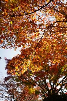 日中の相模湖公園のモミジ 日中,昼間,晴天の写真素材