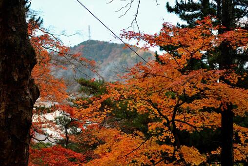 紅葉とテレビ塔 紅葉,秋,テレビ塔の写真素材