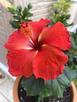 ハイビスカス 植物,緑,癒しの写真素材