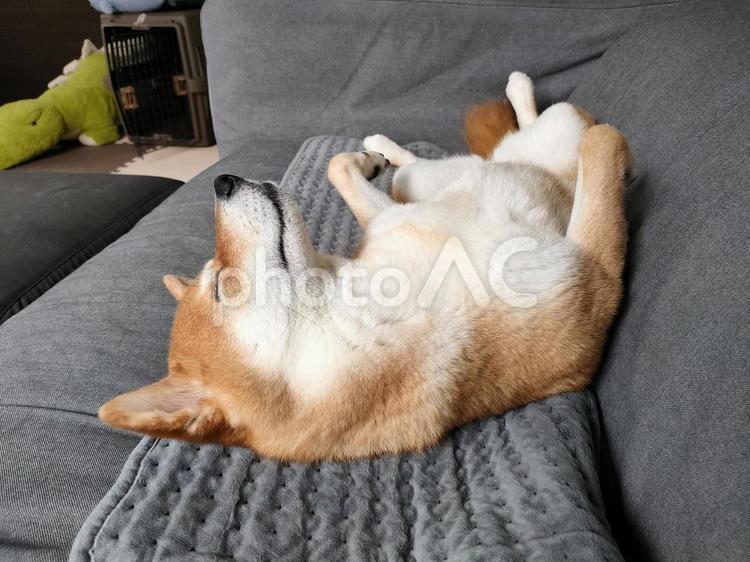 ソファでへそ天しながら眠る柴犬くるみ！ 犬,柴犬,shibainuの写真素材