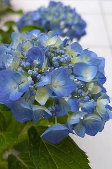 タイルと紫陽花 タイルと紫陽花の写真