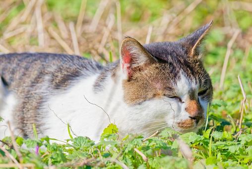 原っぱで昼寝するサバトラ柄のノラネコ ノラネコ,野良猫,のら猫の写真素材