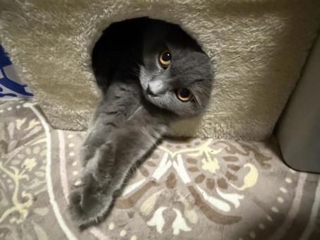 サイベリアン サイベリアンの写真