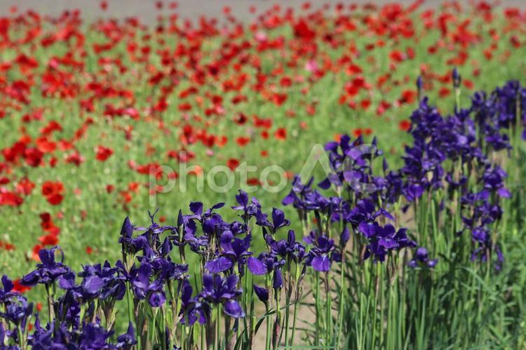 アヤメと赤いポピーの花 アヤメ,菖蒲,ポピーの写真素材